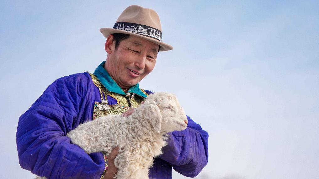 西乌珠穆沁旗：羔羊欢叫迎新春
