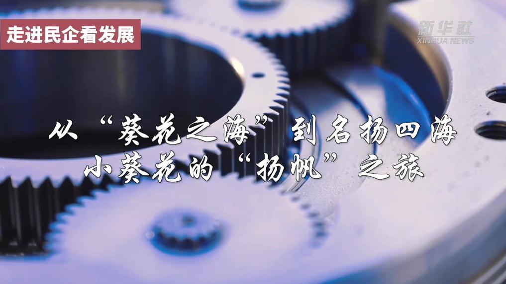 小葵花的“扬帆”之旅