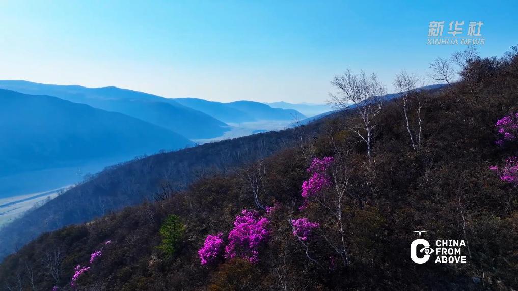 内蒙古：漫山遍野杜鹃开