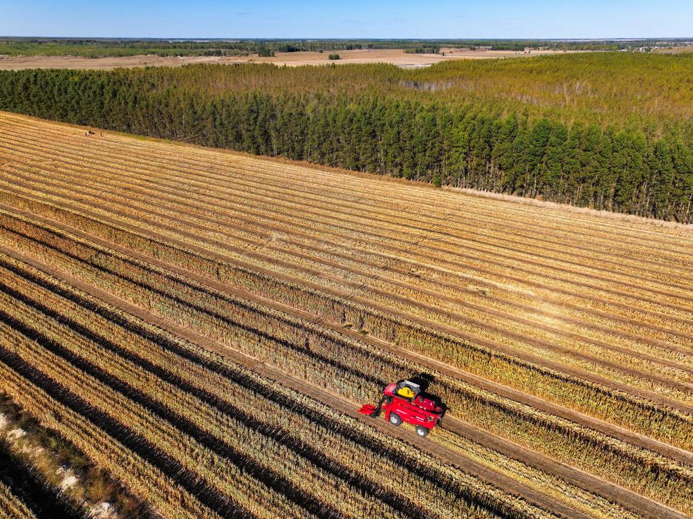 内蒙古通辽：玉米迎丰收