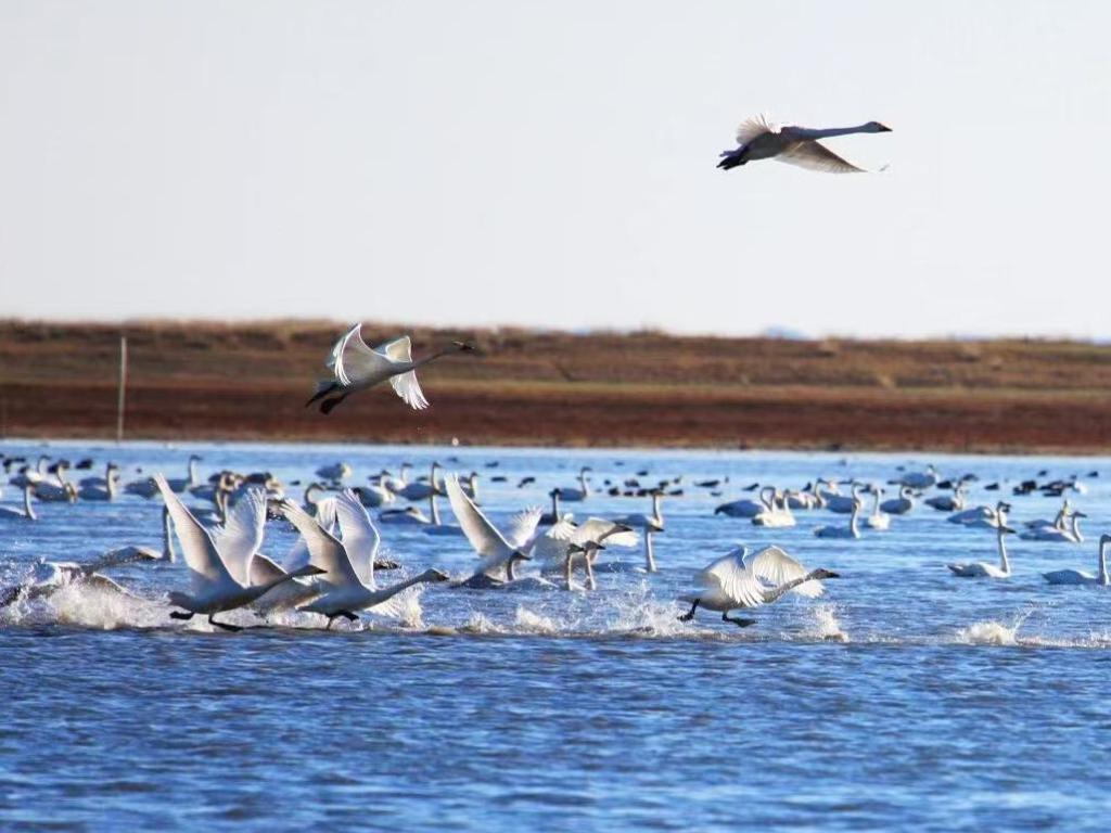 达里诺尔湖生态治理筑起“百鸟乐园”
