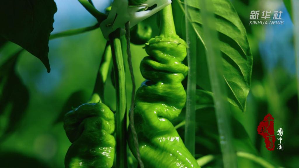 内蒙古：智能棚结出致富果