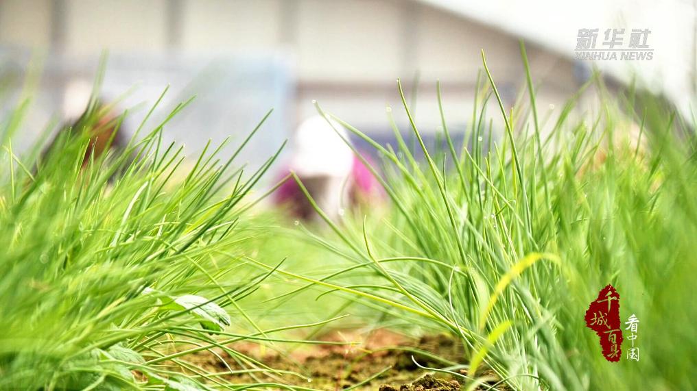 内蒙古：冬寒葱绿