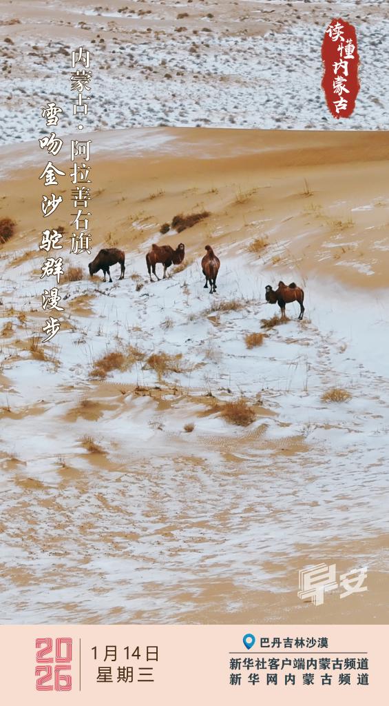 读懂内蒙古｜ 雪吻金沙 驼群漫步 阿拉善右旗