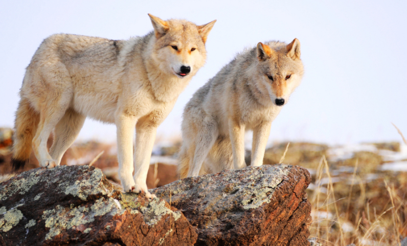 内蒙古乌拉盖：冰雪映狼谷