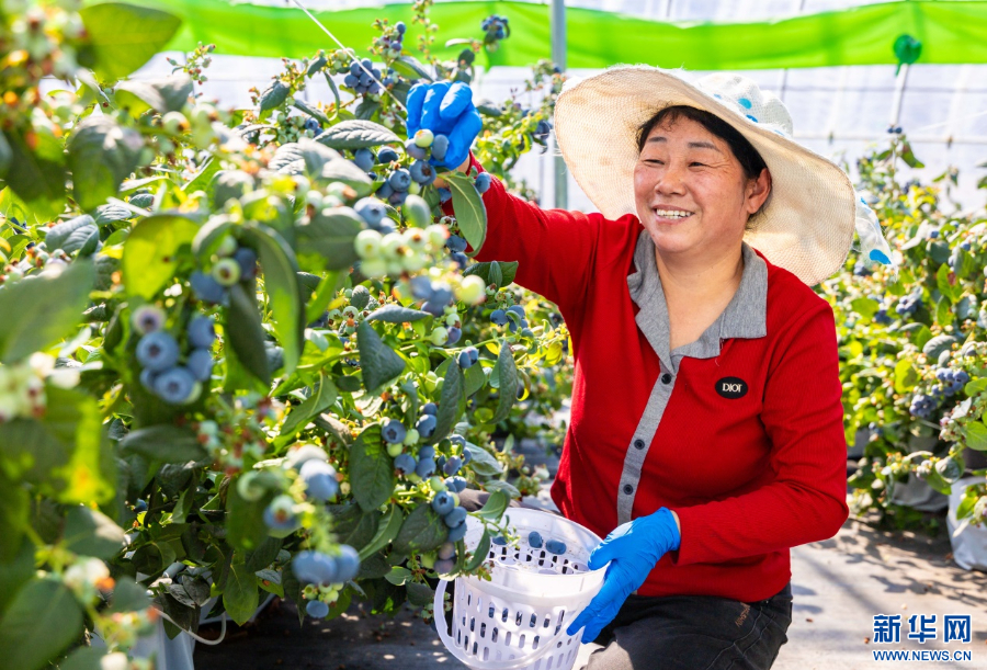 呼和浩特：智慧农业赋能蓝莓产业飘香