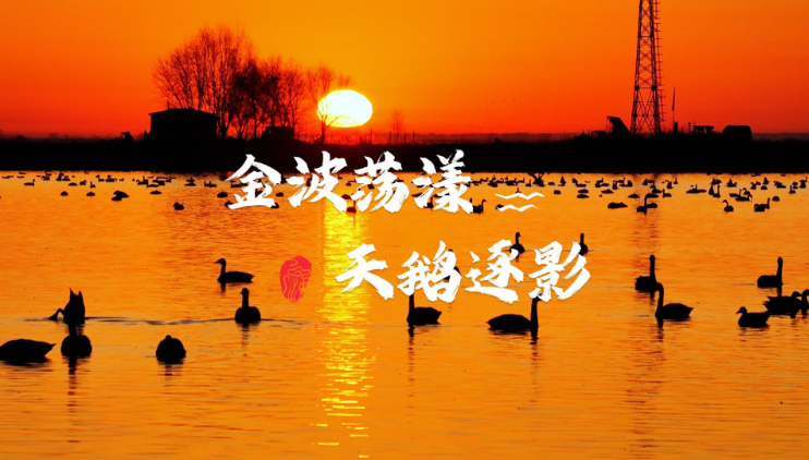 金波荡漾 天鹅逐影   