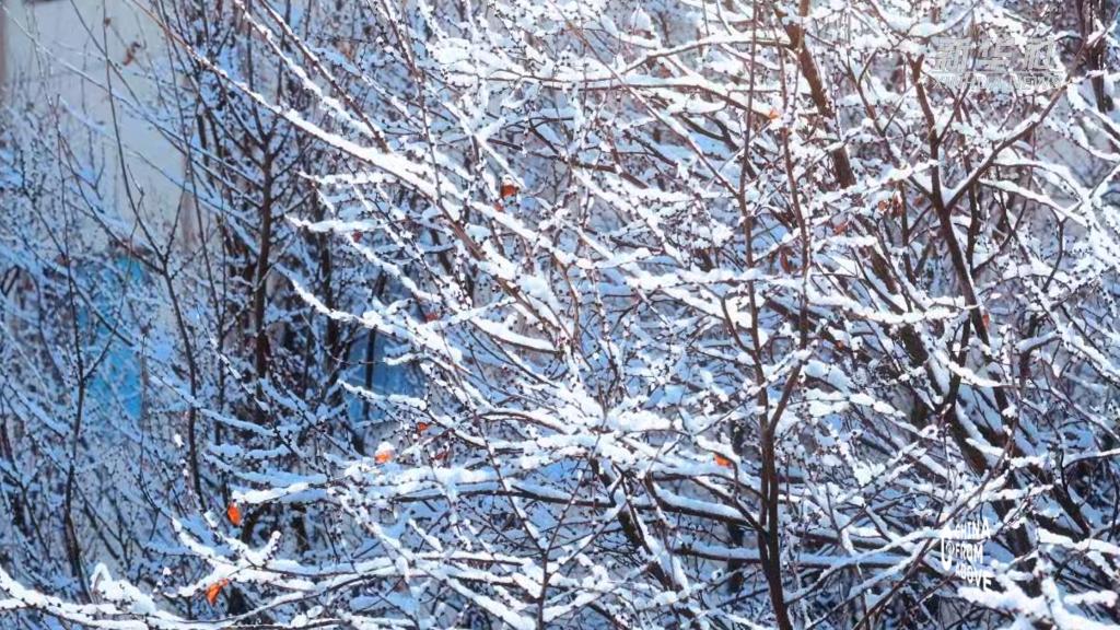 内蒙古武川：春雪“绘”丹青