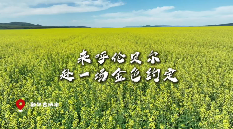 来呼伦贝尔赴一场金色约定