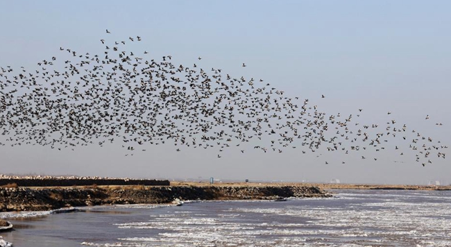 黃河“幾”字彎：候鳥成群伴流淩