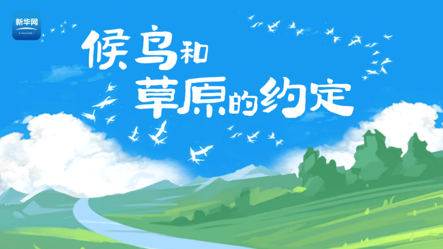 新華雲直播丨候鳥和草原有個約定